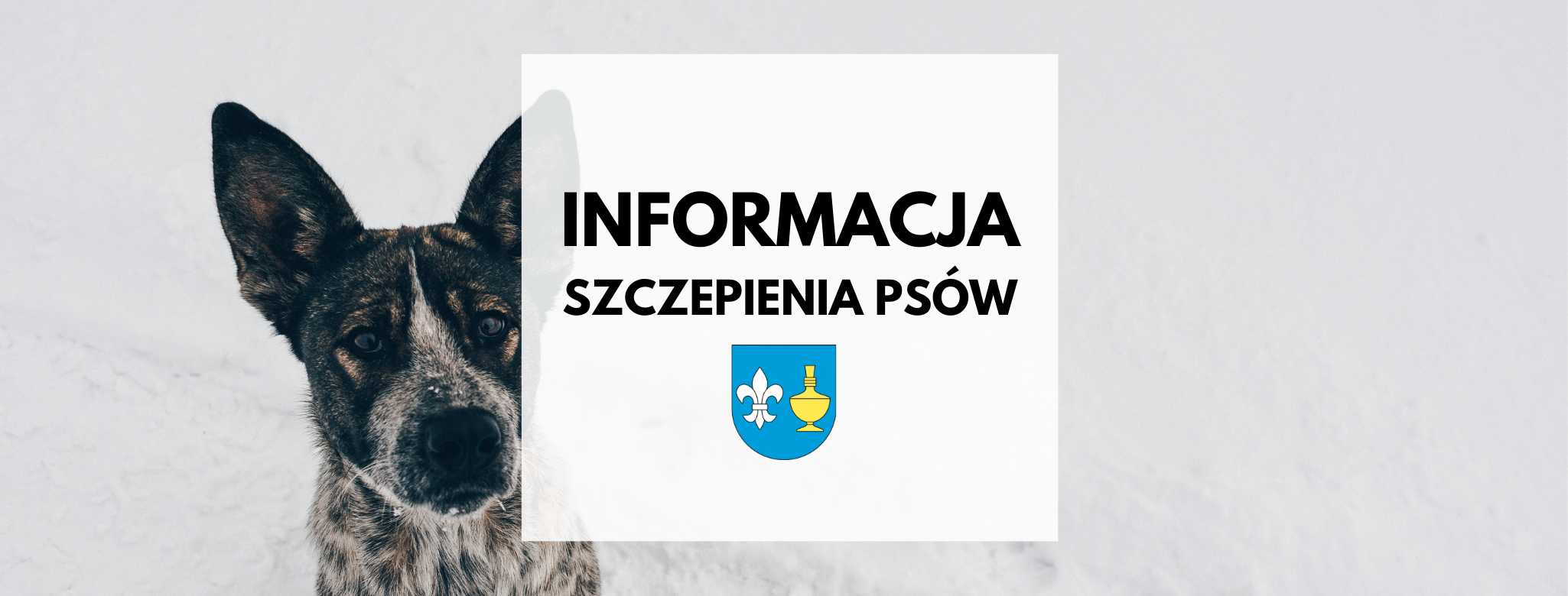 nagłówek graficzny o treści: informacja, szczepienia psów